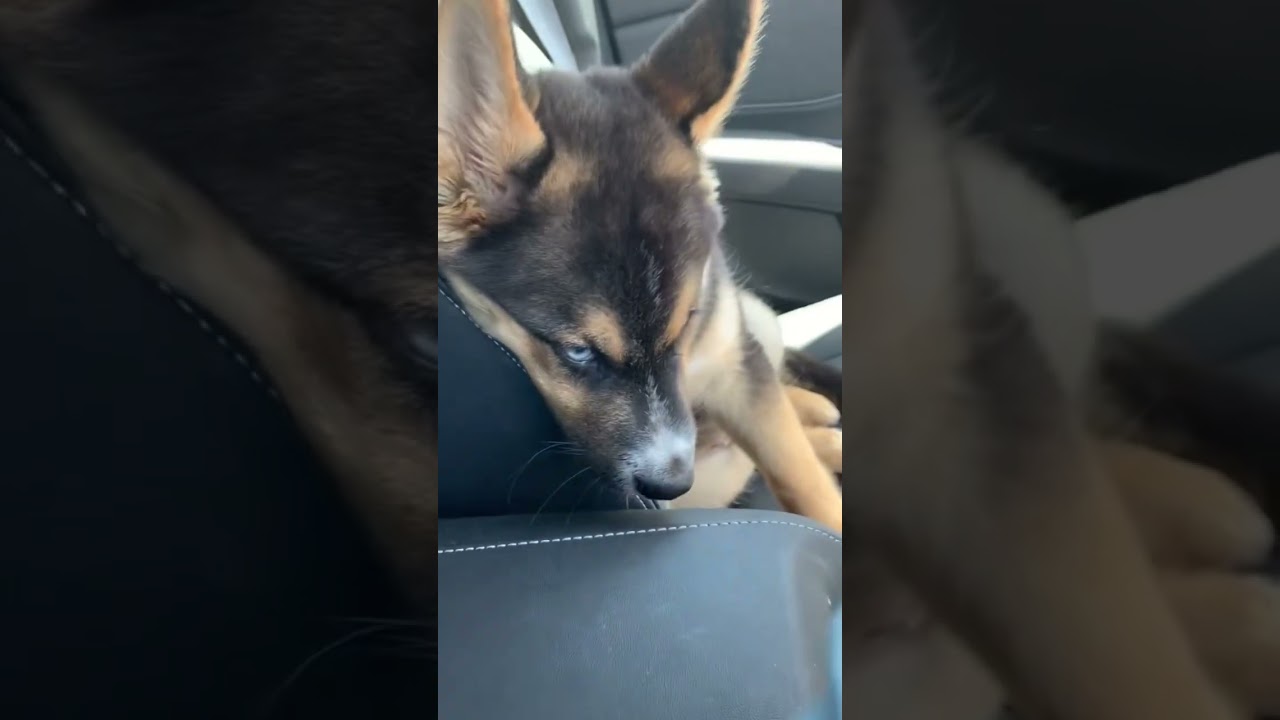 SHEPSKY PUPPY