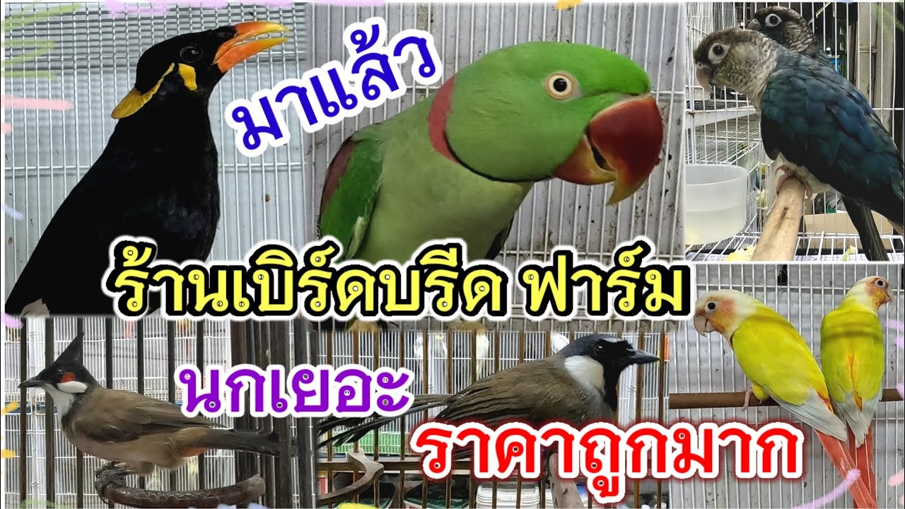 มาแล้ว ร้านเบิร์ดบรีด ฟาร์ม นกหลายสายพันธุ์ ราคาถูก สนามหลวง 2 จัดส่งได้