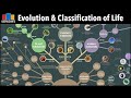 Evolution  classification of life  from single celled bacteria to humans