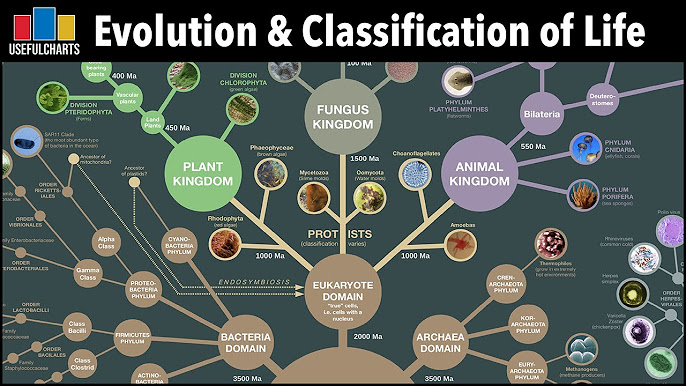 Evolution of the Alphabet – UsefulCharts