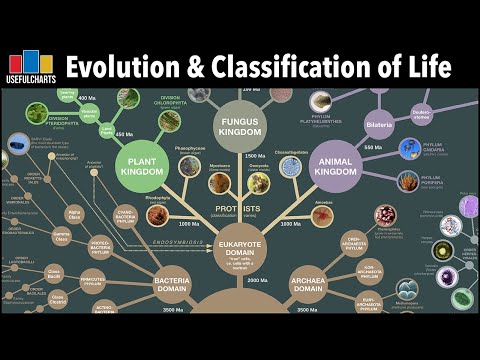 Wideo: Jak organizmy są powiązane ewolucyjnie?