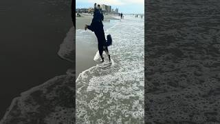 My nephew Finchley has hops  #Dog #Beach #Travel #Cute #Shorts