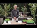 How to Grow Sweet Peas with Steve Hampson