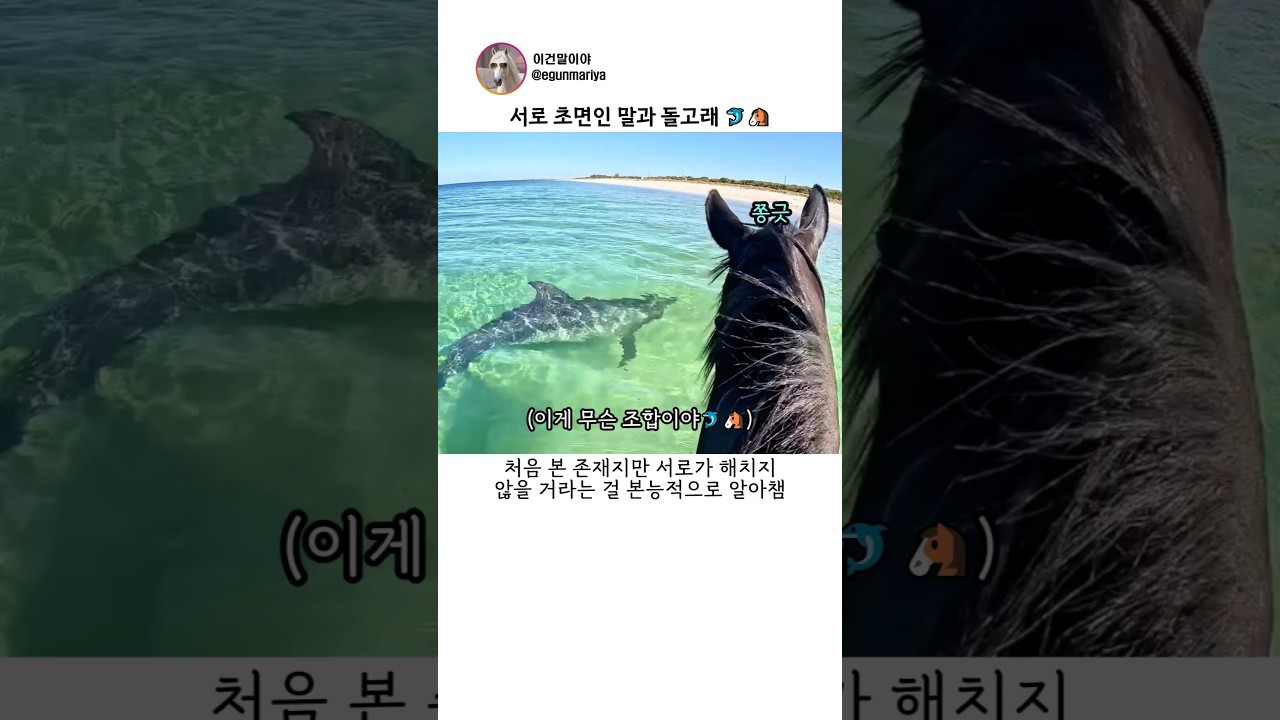 서로 초면인 말과 돌고래