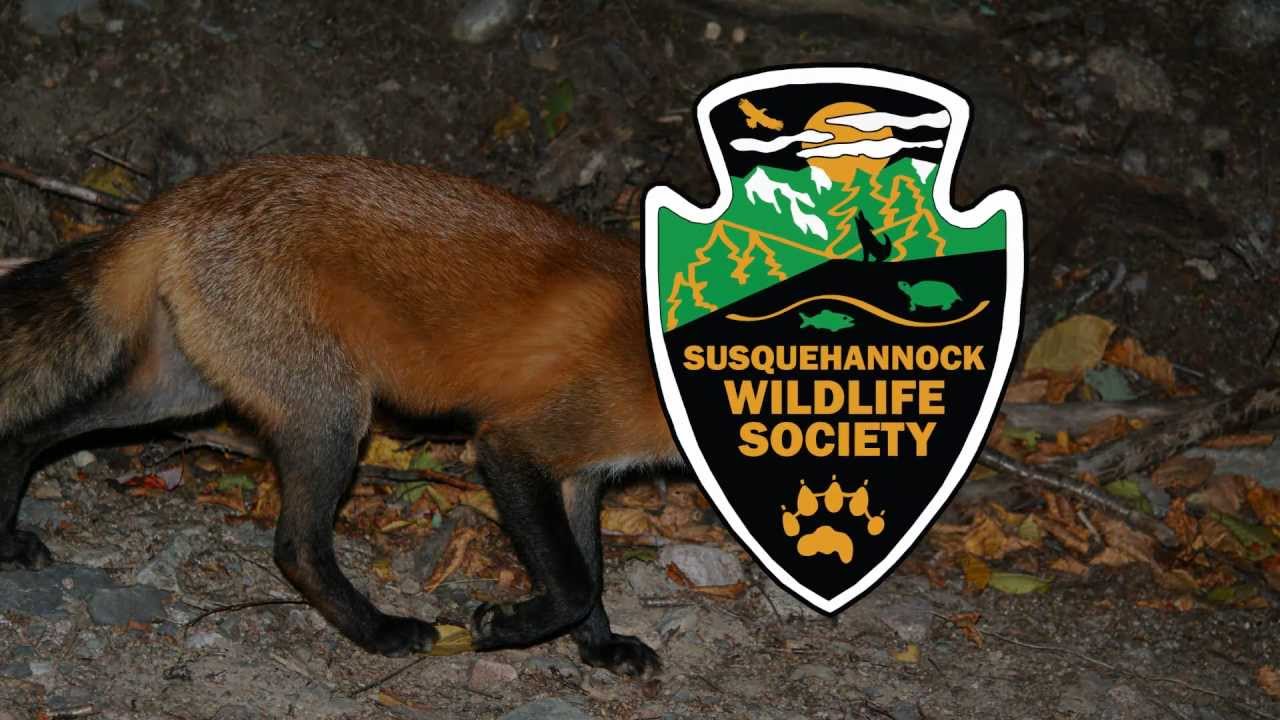 Cry of the Red Fox - YouTube