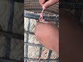 knots master #shorts #skills #diy #satisfying