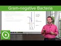 Gram-Negative Solution: Lipopolysaccharide & Bacterial Structure – Microbiology | Lecturio