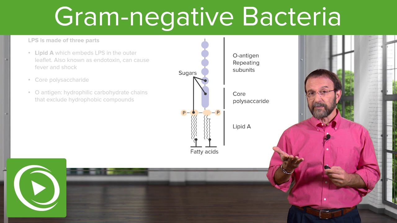 ⁣Gram-Negative Solution: Lipopolysaccharide & Bacterial Structure – Microbiology | Lecturio