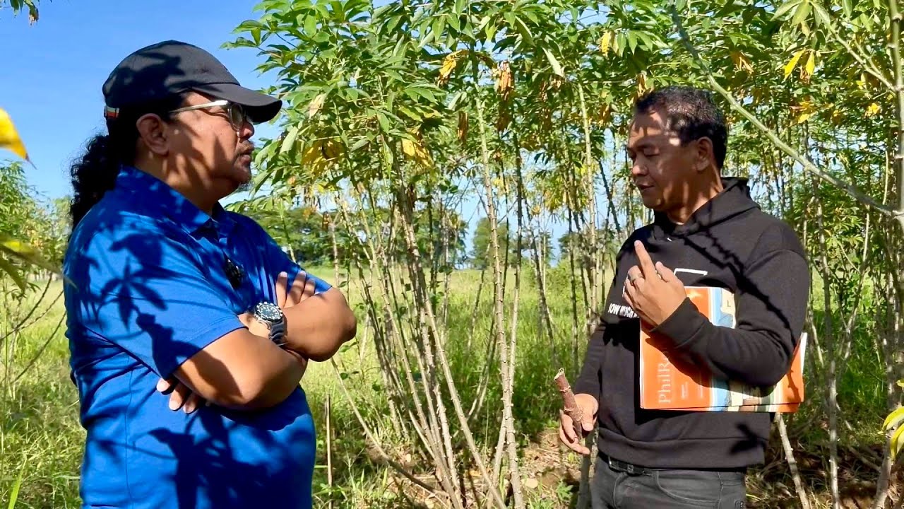 Tamang PAGTATANIM ng CASSAVA base sa mga SCIENTIST, at hindi sa TSISMIS!