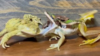 Asian green frog （Naseem) acrobatic attack [Azuma toad, Southern toad]