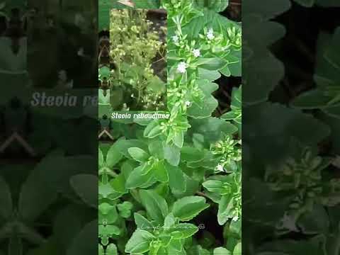 Video: Stevia Chăm sóc cây mùa đông - Mẹo khi trồng cây cỏ ngọt quá đông