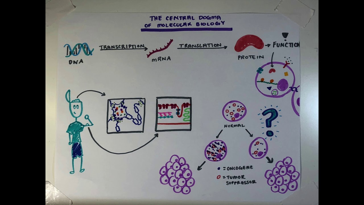 miRNA and Cancer