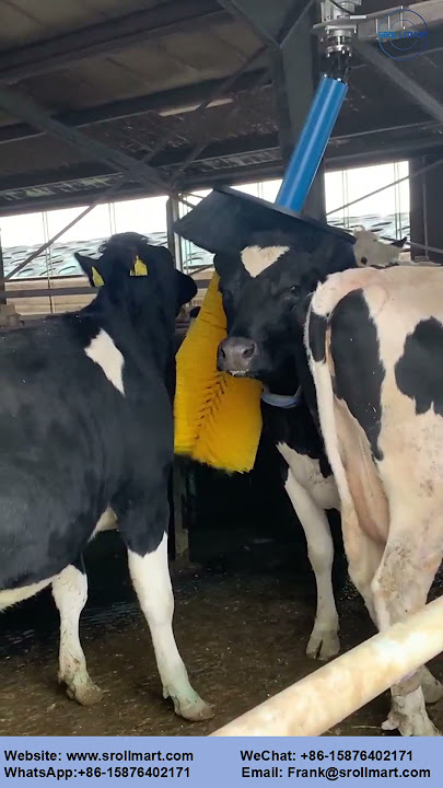 Cattle tickle device #farm cow tickles brush #animal husbandry #82mm Drum Motor Running For Pasture