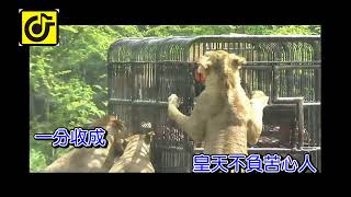 皇天不負苦心人(女)-KTV0659