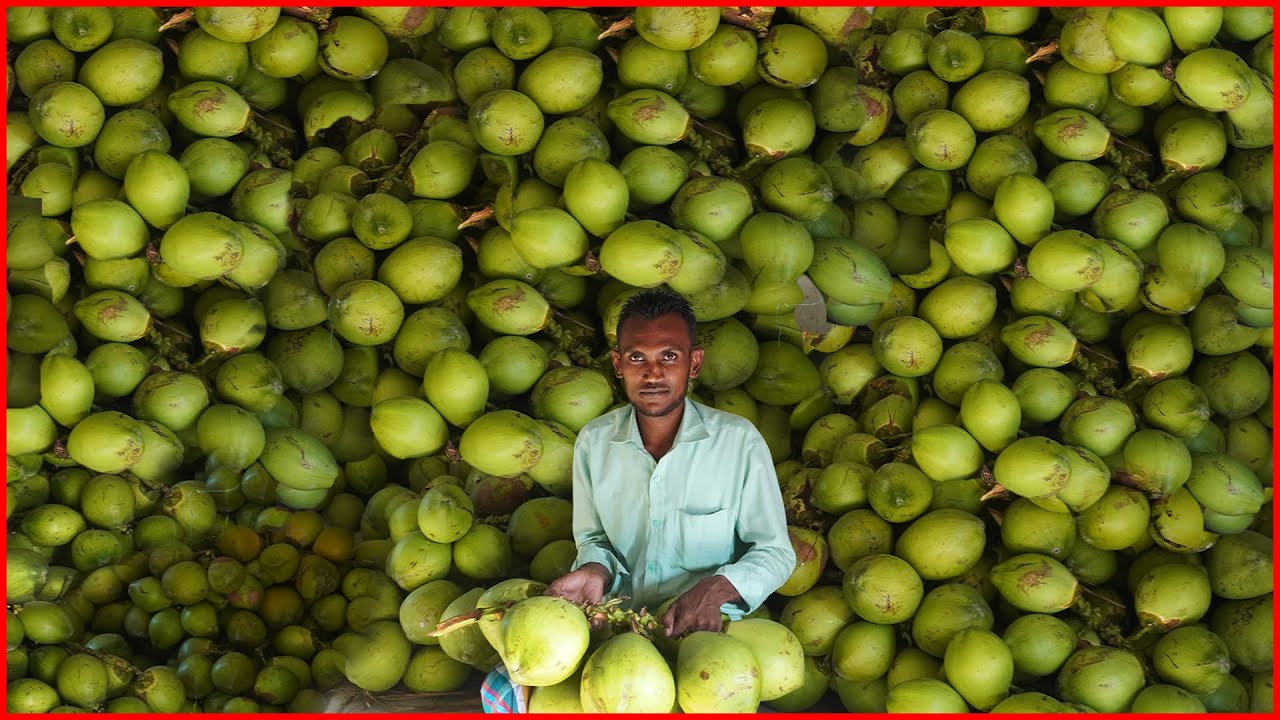 লক্ষ্মীপুরের বিখ্যাত ডাব সমগ্র বাংলাদেশে পাইকারি বিক্রি করা হয় | green coconut wholesale 2025