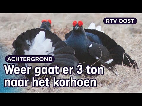 Video: Korhoen