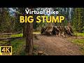 Big Stump Trail 4K POV Hike | Rainy Sequoia Forest | Kings Canyon National Park | Treadmill Walk