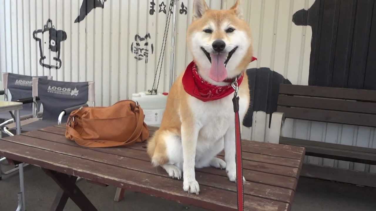 柴犬で癒されて Shiba Inu 柴犬動画japanese Dog タカトシ牧場 Sibainu Youtube
