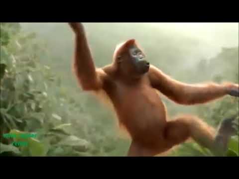 Video: 5 Qhov chaw Pom Orangutans hauv Borneo