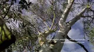 Eucalyptus pauciflora subsp niphophila video