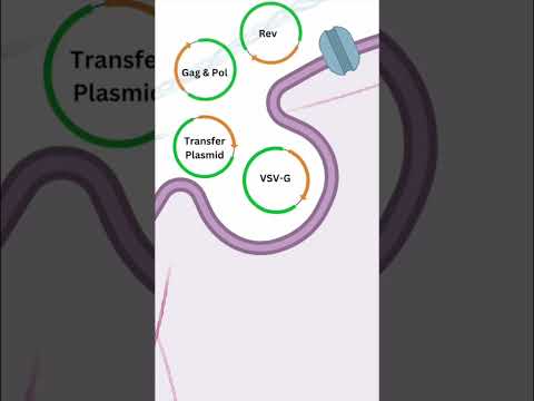 Видео: Лентивирусын плазмид гэж юу вэ?