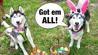 Meeka The Huskys First Easter Egg Hunt