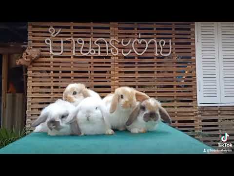 วีดีโอ: วิธีการเลี้ยงในบ้านกระต่ายสัตว์เลี้ยง