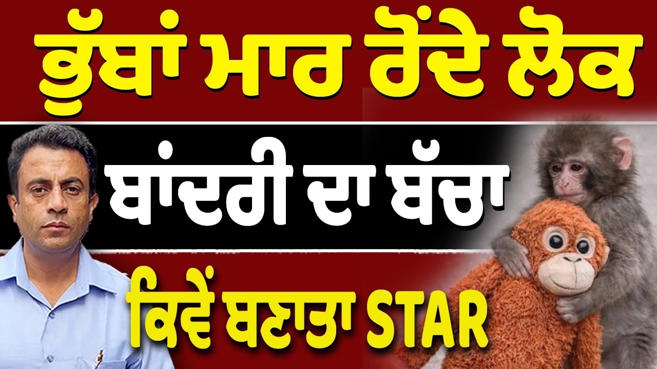 ਬਾਂਦਰੀ ਦਾ ਬੱਚਾ Punch ਕਿਵੇਂ ਛਾਇਆ ਦੁਨੀਆ ‘ਚ?