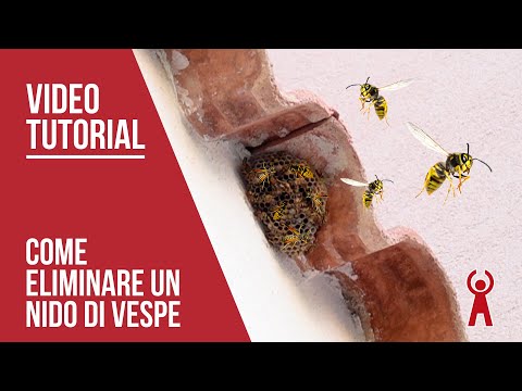 Video: Come sbarazzarsi di un nido di vespe