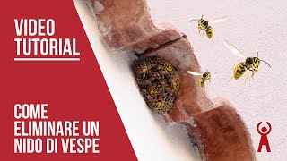 ⚠ 🦟Come eliminare un nido di vespe - YouTube