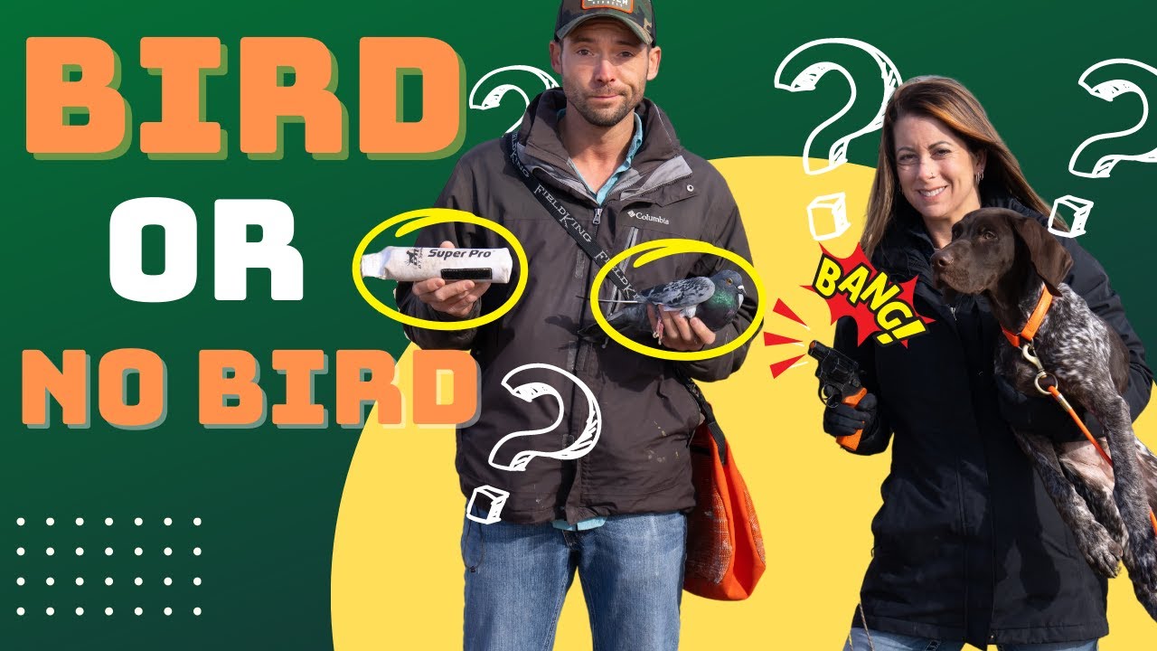 The Only Step In Hunting Dog Training You Can t Skip YouTube the-only-step-in-hunting-dog-training-you-can-t-skip-youtube