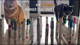 Talia the Korat Cat and Ginger the Ginger Cat try the Marker Challenge by Talia the Korat's Corner 250 views 1 year ago 3 minutes, 14 seconds