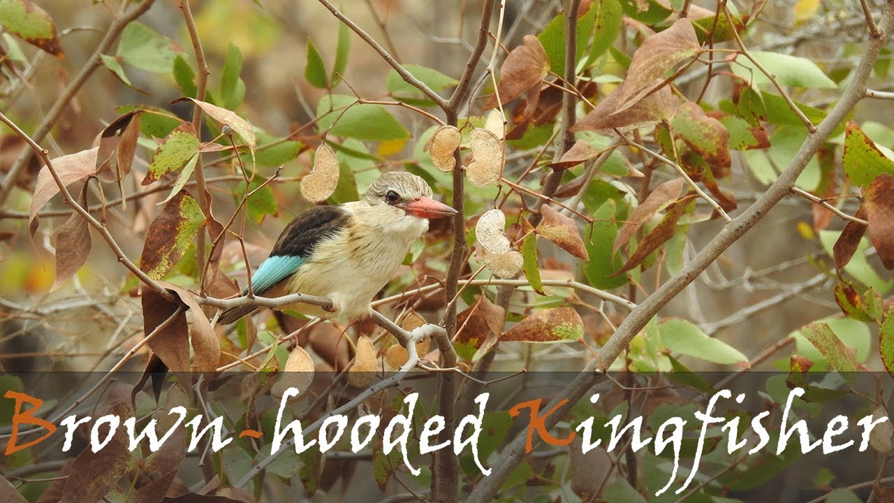 Brown-hooded Kingfisher (Halcyon albiventris) Bird Call Video - Olifants | Stories Of The Kruger