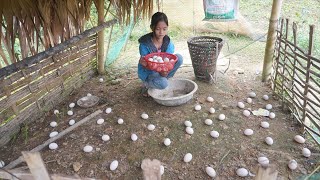Poor Girl - Harvesting Ducks Eggs, Clams Go To The Village To Sell - Green Forest Life
