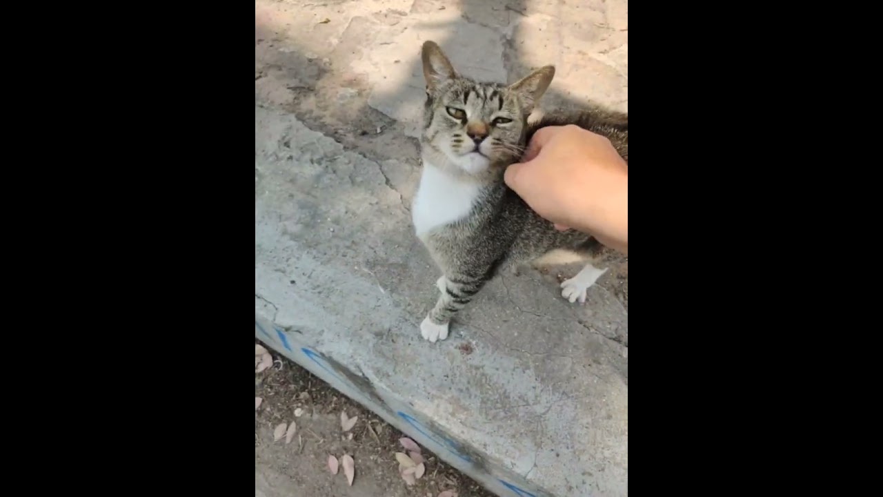 Gatito Callejero Tijuana 1