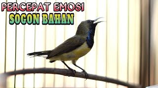 Download Lagu PANCINGAN EMOSI AMPUH 99% bikin Nyaut Nembak‼️Ngalas Sogon Langsung Nyaut Gacor ! MP3