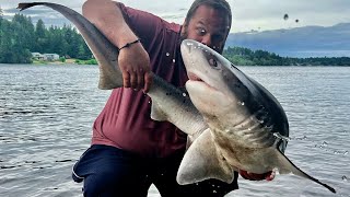 Almost Bit by a Shark in Puget Sound.  Seven Gill Shark. by Peeling Line 2,321 views 11 months ago 9 minutes, 37 seconds