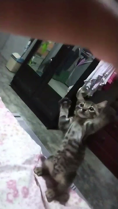 Ang kulit n Lotpo