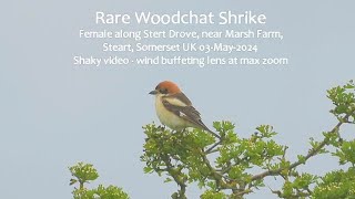 Woodchat Shrike, Steart 03-May-2024