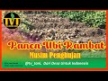 Panen ubi jalar di musim penghujan tvtani  pertanian sawah