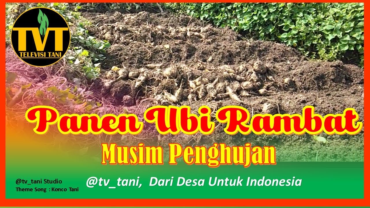 Panen Ubi Jalar  Musim Hujan #tvtani  #pertanian #sawah