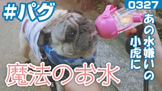 【魔法のお水】あの水嫌いのパグ犬小虎がゴクゴク飲んだ魔法のお水とは 퍼그 Pug[パグログ-0327]