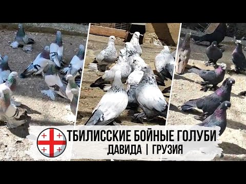 Тбилисские бойные голуби Давида из г. Тбилиси, Грузия | თბილისის მტრედები | Pigeons of Georgia