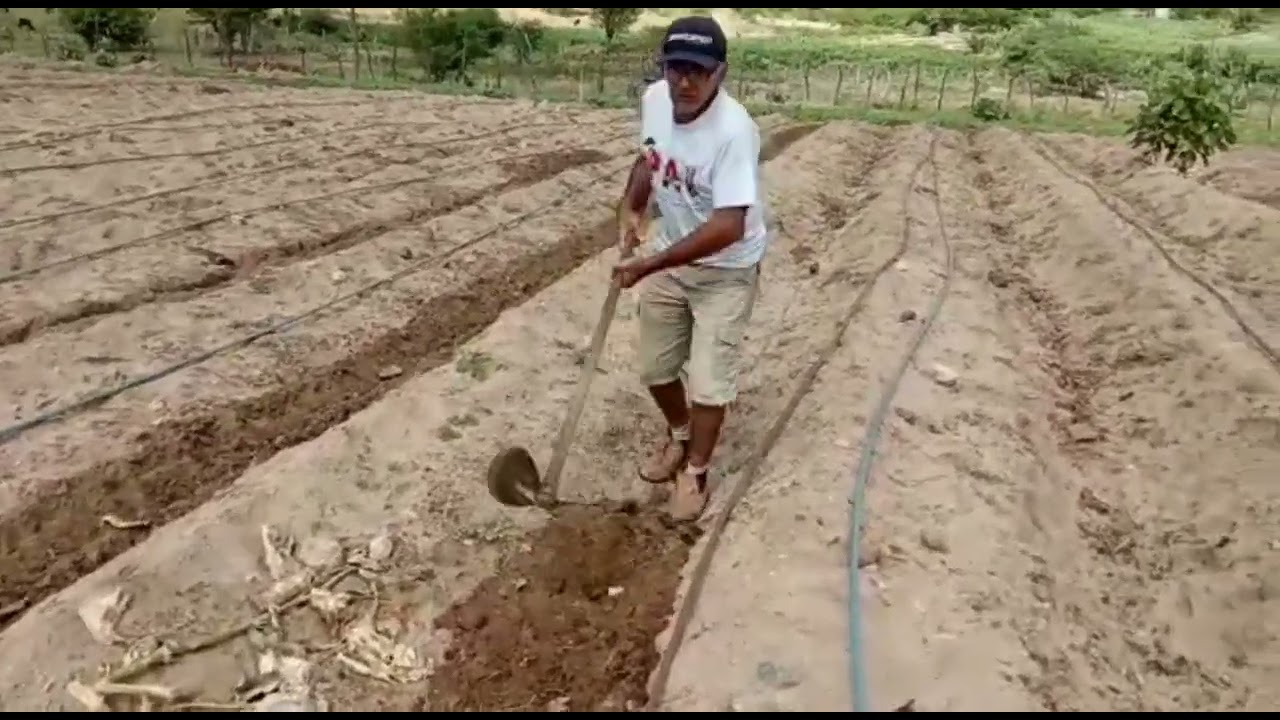 Não plante o BRS Capiaçu antes de assistir a esse vídeo! uma aula prática!