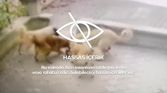 Ankara’da başıboş köpekler kediye saldırdı