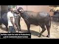 Buffalo male for sale in puducherry cell 8124452094