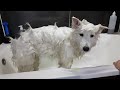 Full Samoyed Grooming Time Lapse