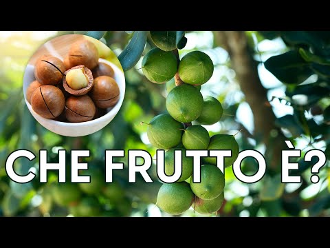 Video: Di cosa è fatta la macadamia?