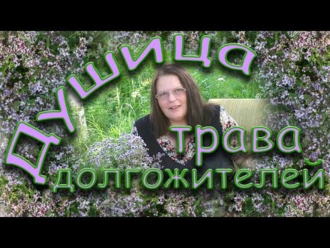 Душица - трава долгожителей