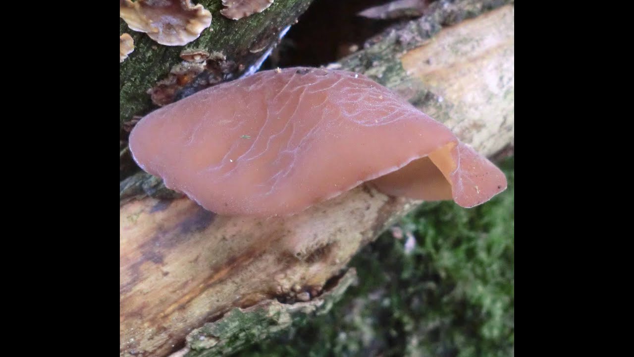 Wild Food : Jew's Ear (Auricularia auricula-judae)